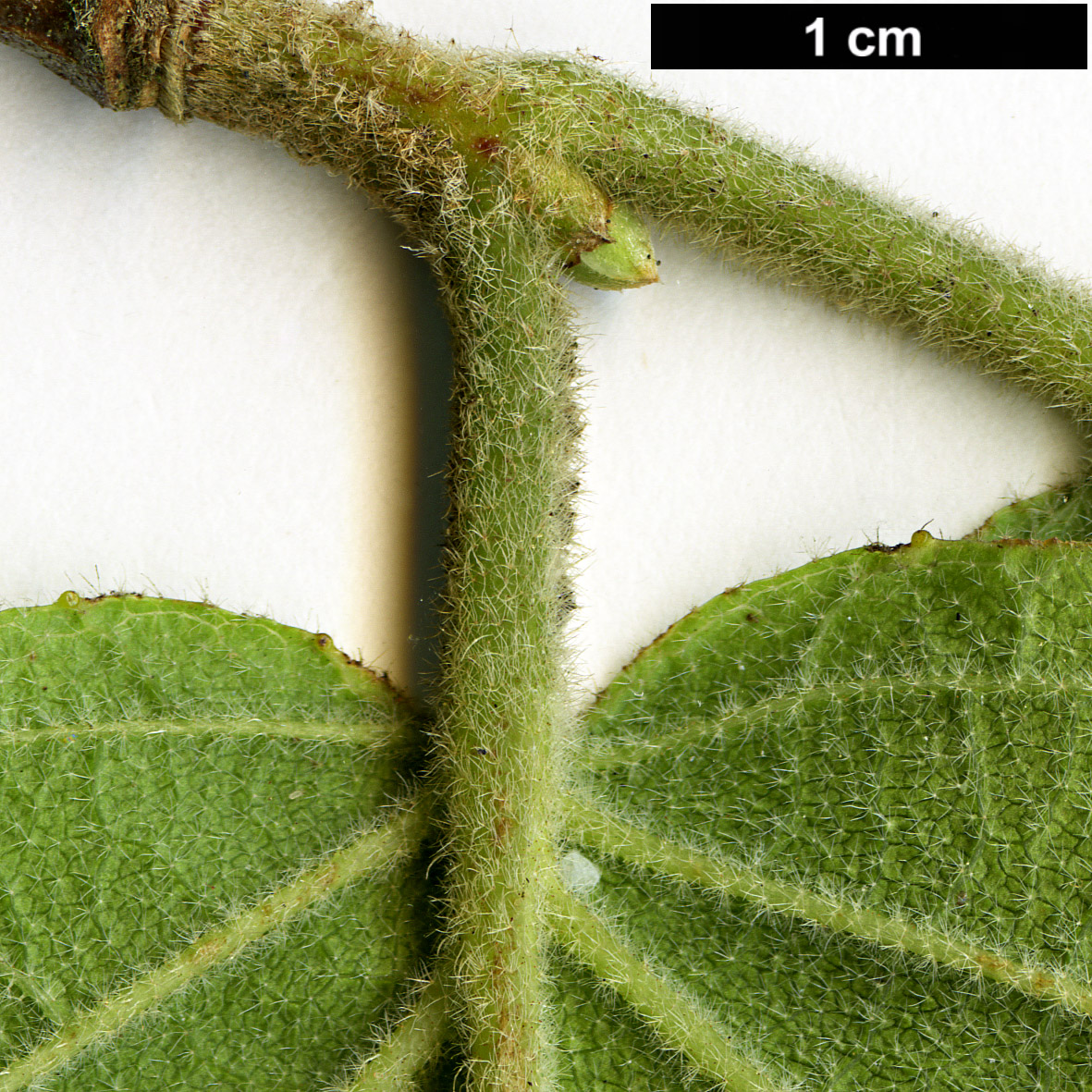 High resolution image: Family: Adoxaceae - Genus: Viburnum - Taxon: tiliifolium